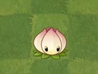 植物大战僵尸亚马逊版
