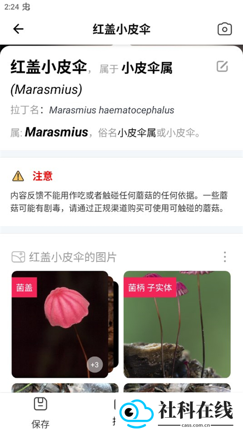 蘑菇识别扫一扫