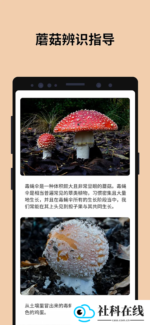 蘑菇识别扫一扫