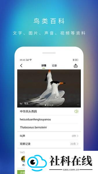 爱鸟国际