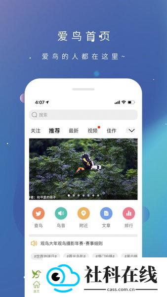 爱鸟国际