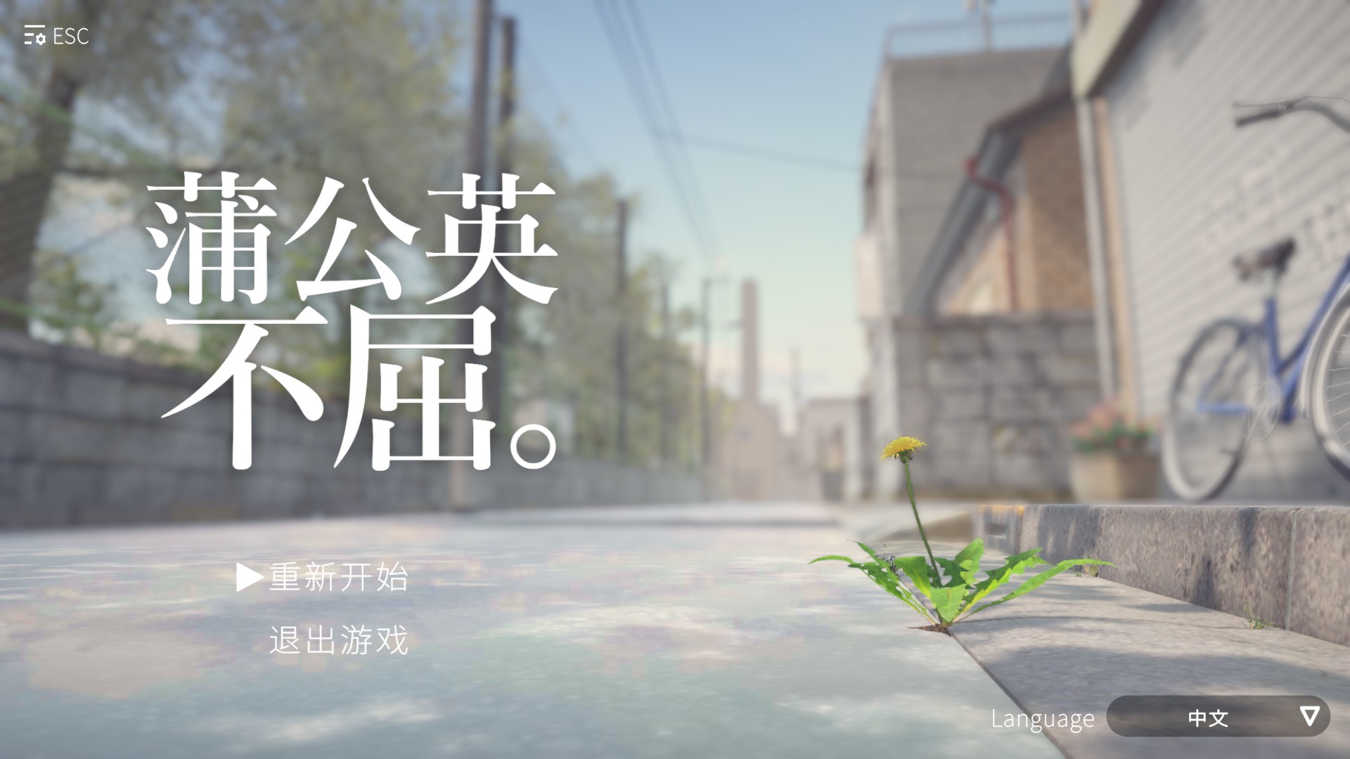 蒲公英不屈